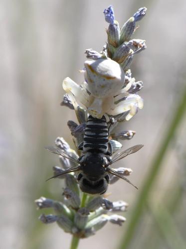 Coelioxys argentea